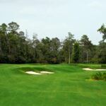 cypress_06